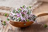 Bio Radieschen Sprossen Samen 500 g Keimsaat für Keimglas und Microgreens Radieschensprossen Vegan Rohk