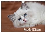 Ragdoll Kitten (Wandkalender 2024 DIN A4 quer), CALVENDO Monatsk