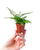 PLNTS - Baby Nephrolepis Green Fantasy - Zimmerpflanze - Schwertfarn - Echte Pflanzen für Drinnen - 6cm Topf - Höhe 10