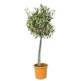 Olea Europaea - Olivenbaum auf Stamm - Winterharte Olivenbäume - Winterharte Pflanzen für Garten und Balkonpflanzen winterhart – ⌀19 cm - 80-90