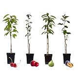 Plant in a Box - Obstbäume - Mix aus 8 - Prunus - Pyrus - Malus - Topf 9cm - Höhe 60-70