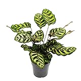 Exotenherz - Schattenpflanze mit besonderem Blattmuster - Calathea makoyana - Korbmarante - 14cm Topf - ca. 35-40