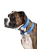 Cesar Millan Pack Leader Collar™ - Trainingshalsband des Hundeflüsterers (Mittel, Blau)