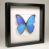 De Museumwinkel.com Morpho Didius - Blaue Morphofalter - Echter präparierter Schmetterling montiert unter Glas in handgefertigten schwarzen H