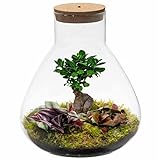 Ecoworld Bonsai Pflanzen im Glas mit Licht - Mini Bonsai baum und 2 Farbige Grünpflanzen - Pflanzen Terrarium Komplett Set - Piramide Glas XL: Ø 30 cm, Höhe 36 cm - Pflanzen aus eigeiner G