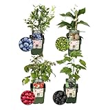 Plants by Frank | 'Sommerfruchten' BIO Obstpflanzen set im mix von 4 verschiedene Sorten | 100% Biologisch Kultiviert | Obstgarten | Obstpflanzen | Pflanzen | Gartenpflanzen W