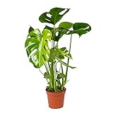 Monstera Deliciosa - Lochpflanze - Zimmerpflanzen groß - Luftreinigend - Pflegeleichte Zimmerpflanzen - Große Pflanze – ⌀17 cm - 50-60