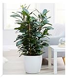 BALDUR-Garten Afrikanischer Feigenbaum ca. 100-110 cm hoch, 1 Pflanze, Ficus cyathistipula, Zimmerpflanze luftreinigend, Grünpflanze, mehrjährig