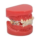 Kieferorthopädisches Demonstrationsmodell 24 Zähne mit Drähten und Halterung, Verwendet in der Zahnärztlichen Ausbildung, in Kliniken und Lab