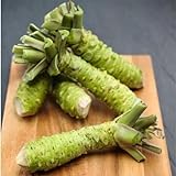 50pcs / Lot, Samen, Wasabi, japanischer Meerrettich Samen Bonsai Pflanze DIY Hausg