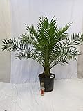 [Palmenlager] - XL Phoenix canariensis -kanarische Dattelpalme - 150 cm - extra dicker Stamm // Indoor + O