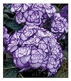 BALDUR Garten Winterharte Freiland-Hortensie 'Miss Saori blue®' 1 Pflanze, Hydrangea macrophylla, pflegeleicht, für Standort im Schatten geeignet, blü