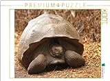 CALVENDO Puzzle Galápagos-Riesenschildkröte | 1000 Teile Lege-Größe 64 x 48 cm Foto-Puzzle für glückliche S
