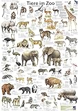 Tiere im Zoo (Planet-Poster-Box)