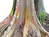50+ Samen Regenbogen Eukalyptus - Eucalyptus deglup