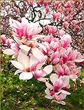 5 Hellrosa weiße Magnolien-Samen-Lilien-Blumen-Baum-Fragrant Mag