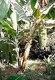 20 Stück Bananen samen bananenpflanze winterhart - Seltene Pflanze serie - kleine geschenke bio saatgut zimmerpflanzen topfpflanzen draußen winterharte baum dachbegrünung ob