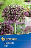 Kiepenkerl Profi-Line Zierlauch Magic - Allium Blumenzwiebeln, Pollenspender für Nützlinge, Verwildert im Garten, Dunkelviolette Blütenb