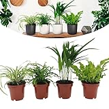 Happy Plants Luftreinigende-Zimmerpflanzen Set mit Topf - 4 Stück I für frische Luft im Raum, Graslilie, Areca-Palme, Nestfarn und Antennenfarn, Grünpflanzen Pflanzen-Set Mix