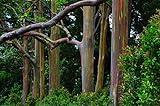 30 Samen Regenbogen Eukalyptus Baum Samen Eucalyptus deglup
