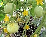 Zitronengurke Crystal Lemon – Zitronengurke - Außergewöhnlich, erfrischend, mild - 25 S
