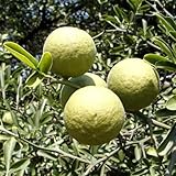 Pomeranze samen, limettenbaum samen zimmerpflanzen wenig lichtbedarf Zierbaum gartenpflanze exotische pflanzen samen, immergrüne kübelpflanze stauden bonsai baum samen früchte 10p