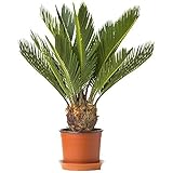 Cycas Revoluta Sagopalmfarn Zimmerpflanze fürs Zuhause oder das Büro (30-40 cm mit Topf)
