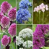 mgc24 Allium Mischung bunter Zierlauch Mix - 50 Blumenzwieb