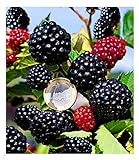 BALDUR Garten Zuckerbrombeere 'Asterina®' 1 Pflanze, Rubus fruticosus winterhart Brombeerpflanze Brombeerstrauch, blühend, robuste Pflanze, Obst-R