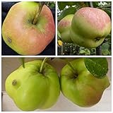 Apistar® Sternapfel Apfel mit kantiger Frucht Herbstapfel Apfelbaum Buschb