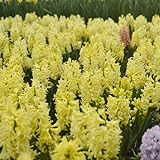 2 pcs hyazinthen zwiebeln winterhart, Hyacinthus, wildblumenwiese Hyazinthen Knollen blumenzwiebeln mehrjährig winterhart nachhaltige geschenke für frauen exotische pflanzen bodendeck