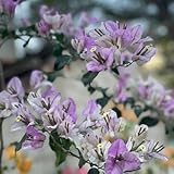 drillingsblume bougainvillea samen seltene pflanzen, wohnzimmer deko bio saatgut blumenbeet, balkon deko schnittblumen samen, kletterpflanzen winterhart topfpflanzen draußen winterhart 800p