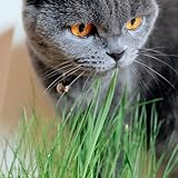 100 Pcs Katzengras Samen Ohne Erde, Cat Grass, Wintergemüse Samen Gemüsesamen Dactylis Glomerata, Wheatgrass, Katzen Grass, Pflanzen Für Draußen Winterhart Bodendecker Winterhart Mehrjährig