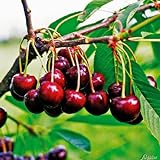 Zwergkirsche 'Sunburst' Prunus beste selbstfruchtende Sorte sehr groß, dunkelrot, platzfest Fruchtreife Juli-Aug