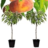 Plant in a Box - Prunus Persica 'Saturne' - 2er Set - Pfirsichbaum - Obstbaum - Winterharter Baum - Kübelpflanze - Gartenpflanze - Topf 15 cm - Höhe 60-70