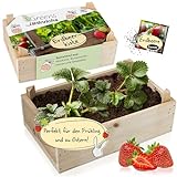 Hinrichs Greens Erdbeer Anzuchtset – Pflanzenzucht mit Holzkiste - Inklusive Erdbeersamen Aufzuchterde und Folienbeutel – Ostergeschenk
