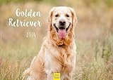 Edition Seidel Premium Kalender Golden Retriever 2024 Format DIN A3 Wandkalender Hundekalender Hund Welpe Hunderasse H