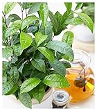 BALDUR Garten Winterharte Teepflanze 'Tea by me®', 1 Pflanze, Camellia sinensis Zimmerpflanze, Grünpflanze, winterhart bis ca.  10°C, Abdeckung empfohlen, blü