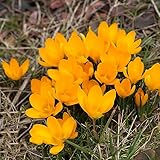 5 Pcs Safran Krokus Zwiebeln Kaufen, Pflanzen Für Sonnige Plätze, Garten Pflanzen Winterharte Safran Zwiebeln Pflanzen, Pflanzen Balkon Deko Blumen, Geschenke Garten W
