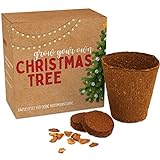 Weihnachtsbaum Anzuchtset als Adventskalender Füllung - Mini Geschenk als Idee für den Adventskalender für Frauen und Männer - Nordmann-Tanne zum selb