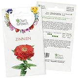 Zinnien Samen: Premium Zinnia Elegans Samen für 60 blühende Zinnien Pflanzen – Zinnie Samen – Bunte Blumensamen – Blumenwiese Samen und Balkonblumen Samen – Saatgut Blumen – Samen Bienen von OwnGrow