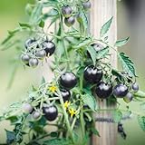 alte tomatensorten samen - 100 pcs schwarz cherrytomate wintergemüse samen, Solanum lycopersicum, bio gemüse buschtomaten samen, bonsai samen geschenke für g