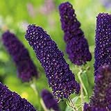 Garten Schlüter - Schmetterlingsflieder Black Knight - Sommerflieder (Buddleja) Pflanze in dunkel-violett, lila halbschattig und winterhart - Flieder-S