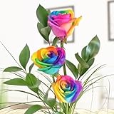 3 bunte Rosen - Regenbogenrosen - Dekoriert mit Ruskus und Gräsern - Inklusive gratis Vase und Grußkarte # Eier färben kann ja jeder :-)