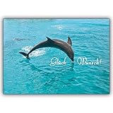 10 Geburtstagskarten: Tolle Delfin Foto Grußkarte: Glückwunsch : zum Geburtstag, Geschenkkarte • schöne Glückwunsch Geschenk-karten mit Umschlägen für beste Freunde und Liebling