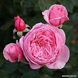 2 x Rose - Rosa 'Kiss me Kate' Topf 25-30 cm - Eine moderne Kletterrose mit betörendem Duft und prächtigen Blü