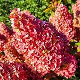 Hydrangea Sundae Fraise (3 Pflanzen) Winterharte Hortensien Paniculata, Echte Garten pflanzen aus Holland (kein Samen, kein Kunstblumen und nicht künstlich), Mehrjährig für Töpfe und Balk