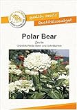 Blumensamen Polar Bear Z