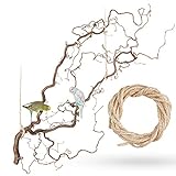 Große Korkenzieherhasel Sitzstange zum Aufhängen mit toll verschnörkelten Zweigen | Der wohl Beste Vogelspielplatz für Wellensittich, Nymphensittich, Kanarienvog