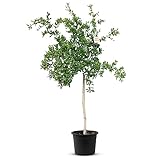 TROPICTREES Granatapfel | Punica Granatum | Höhe von 160 cm | Winterharter Granatapfelbaum | Granatapfelparadies: Wachsen Sie mit einem Granatapfelbaum Ihre eigene Fülle an Köstlichk